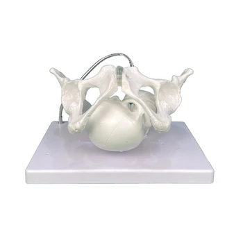 Модель строения таза с черепом плода, модель женского таза, модели для обучения акушерству в школах акушерства и гинекологии